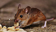 24 Hour & Emergency Exterminators in Catawba Heights, NC